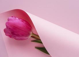 Spring tulip wrapped in pink paper, Mother's Day gift concept