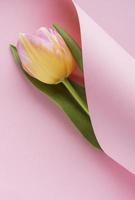 Spring tulip wrapped in pink paper, Mother's Day gift concept photo