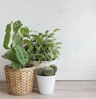 plantas de interior en la mesa foto