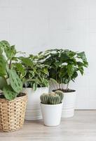 Houseplants on the table photo