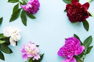 Pink peony flowers as a border photo