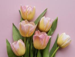 tulipanes de primavera sobre un fondo rosa foto