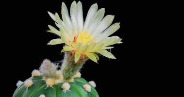 timelapse van witte bloem bloeien, astrophytum cactus openen video