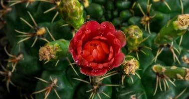 Timelapse de fleur rouge en fleurs, ouverture de cactus gymnocalycium video