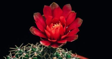 Timelapse de flor roja en flor, apertura de cactus gymnocalycium video