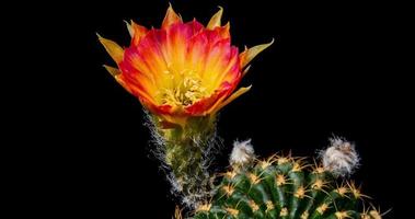 timelapse del fiore giallo che sboccia, apertura del cactus di lobivia video