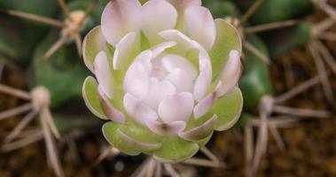 Zeitraffer der blühenden weißen Blume, Öffnung des Gymnocalycium-Kaktus video