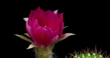 timelapse de flor rosa desabrochando, abertura de cacto lobivia video