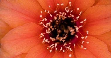 timelapse de flor de laranjeira florescendo em um close-up video