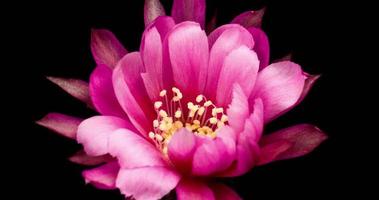 Zeitraffer der rosa Blume, die in einer Nahaufnahme blüht video