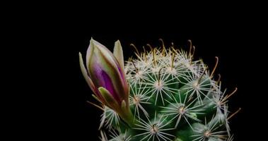 timelapse de flor rosa florescendo, cacto abrindo video