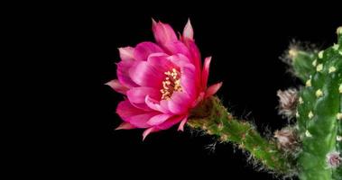 timelapse di fiore rosa che sboccia, apertura di cactus echinopsis video