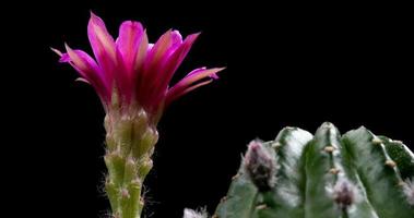 timelapse av rosa blomma blommar, echinopsis kaktus öppning video