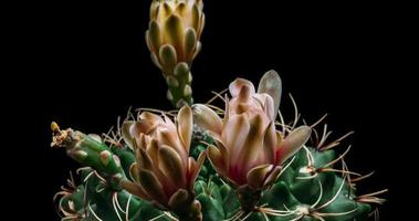 Zeitraffer der blühenden weißen Blüten, Öffnung des Gymnocalycium-Kaktus video