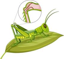 Grasshopper body close up isolated on white background vector