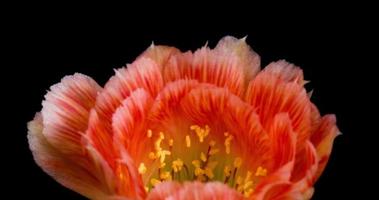 timelapse van oranje bloem bloeien in een close-up, lobivia cactus openen video