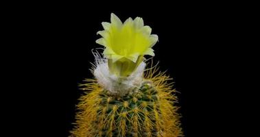 timelapse de flor amarilla floreciendo, apertura de cactus fralia video