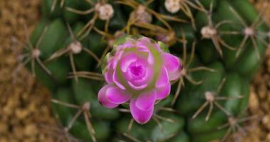 Zeitraffer der blühenden rosa Blume, Gymnocalycium-Kaktusöffnung video