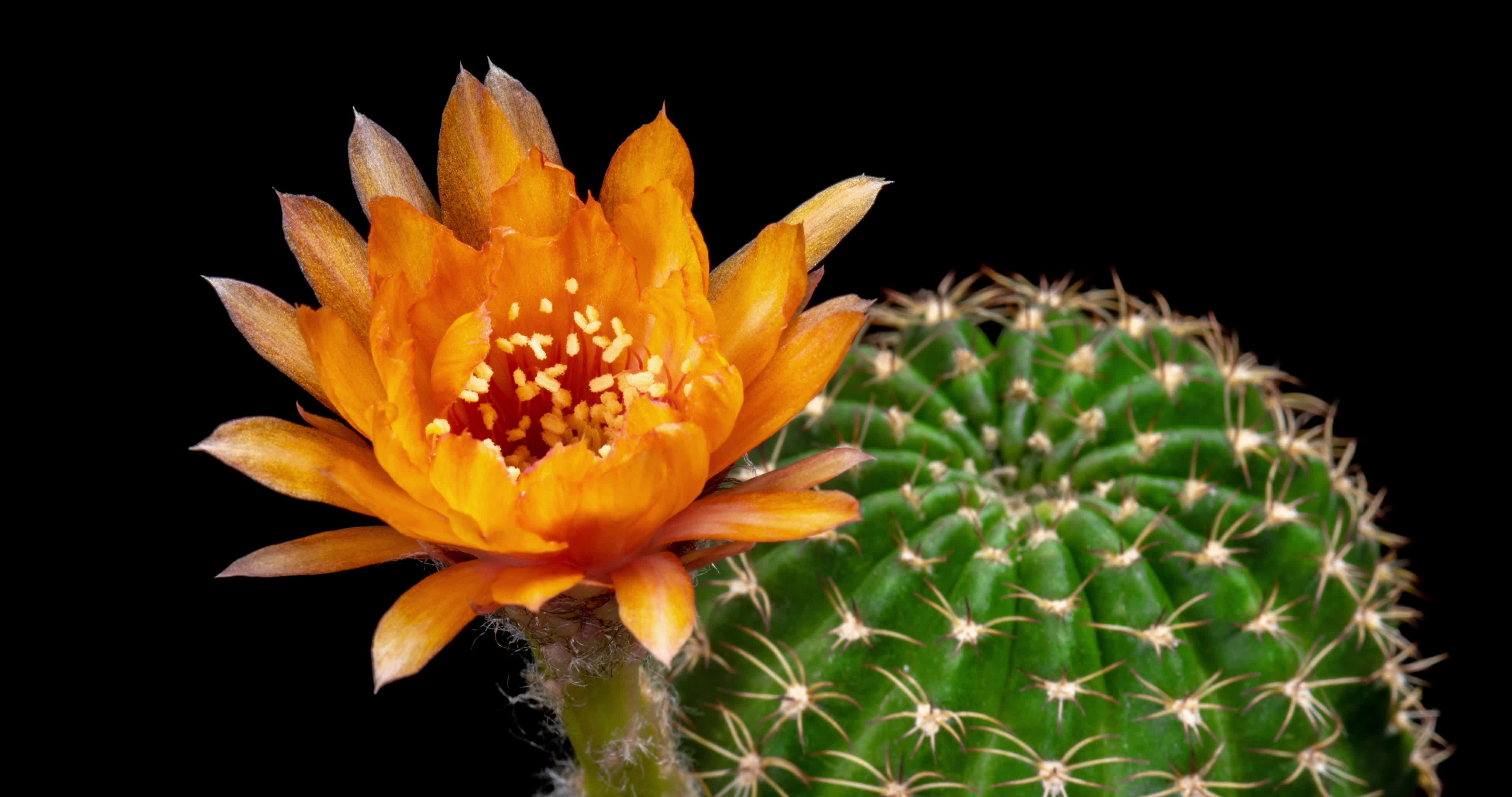 timelapse de flor de naranja en flor, apertura de cactus lobivia 2251017  Vídeo de stock en Vecteezy