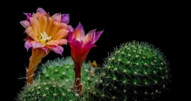 timelapse de flores rosadas en flor, apertura de cactus rebutia video