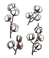 Cotton Branches, Set Of Vector Illustrations