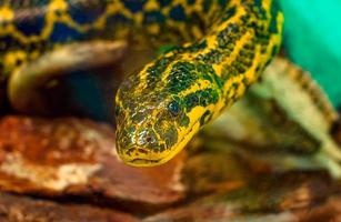 Close-up of a yellow anaconda snake photo