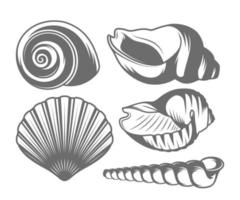 Seashells Icon Set vector