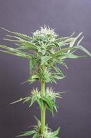 Cogollos frescos de cannabis medicinal sobre un fondo gris foto