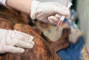 El veterinario le da una inyección a un perro enfermo con una jeringa de medicamento.