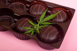 Chocolate edible sweets and medical medicinal cannabis on pink background photo
