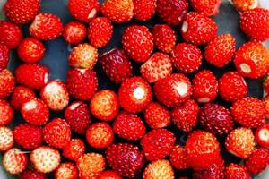 Forest seasonal berries, red ripe juicy wild strawberries close-up photo