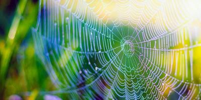 Hermosa telaraña blanca sobre fondo de hierba verde foto