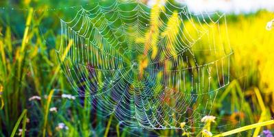 Beautiful white spider web on green grass background photo