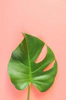 Monstera leaf on pink background photo