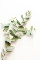 Eucalyptus leafs lay on white background photo