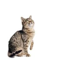 Tabby cat with copy space photo