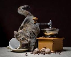 Kitten with coffee grinder photo