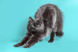 Black cat stretching on a turquoise background photo