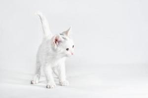 gatito blanco sobre un fondo blanco foto