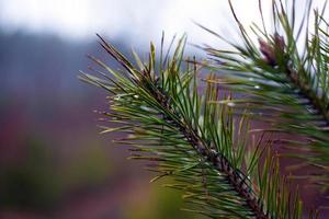Sprig of coniferous evergreen pine on blurred forest background with dew drops photo