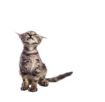 Tabby kitten looking up on a white background photo