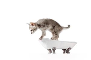 pequeño gatito gris en una bañera foto