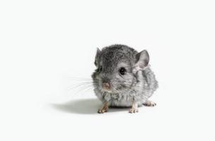 pequeño ratón gris sobre un fondo blanco foto