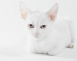gatito blanco acostado