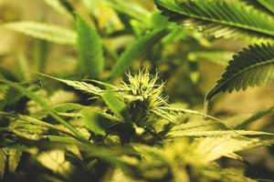 cultivo de cogollos de cannabis verde en interiores, cultivo de marihuana medicinal foto