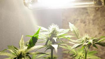 Cultivation of cannabis indoors under artificial light lamps photo