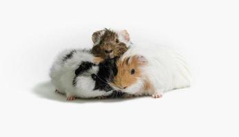 Three guinea pigs on a white background photo