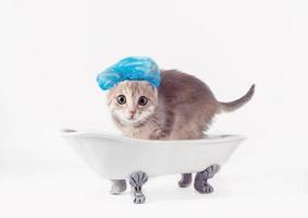 Cat wearing shower cap in a bathtub photo
