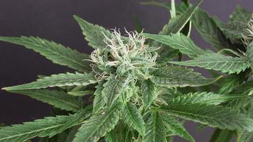 Fresh cannabis bud on a dark gray background