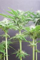 Hermoso arbusto de cannabis en flor con cogollos blancos como la nieve sembrados de tricomas foto